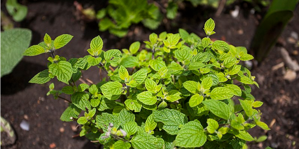 Muña illóolaj 10ml