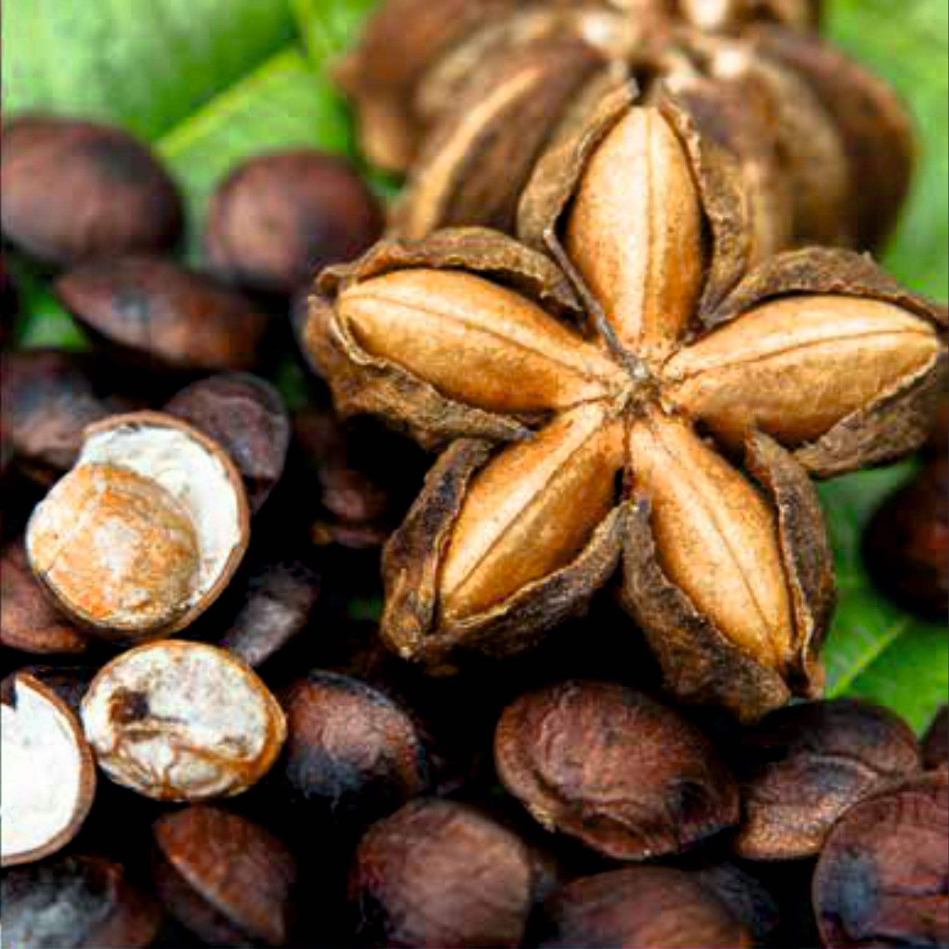 SACHA INCHI (inkamogyoró) kapszula 100*500mg