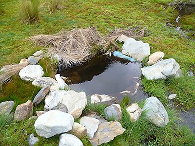 Tocosh kapszula 100*400mg